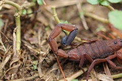 Centruroides limbatus