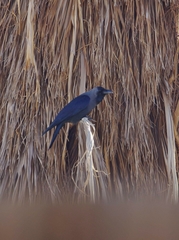 Corvus splendens