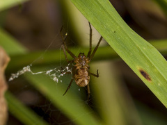Bolyphantes alticeps
