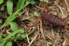 Centruroides limbatus