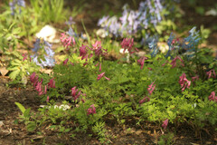 Corydalis buschii