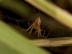 Bolyphantes alticeps