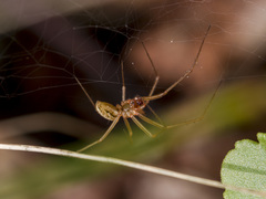 Bolyphantes alticeps