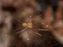 Bolyphantes alticeps