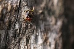 Agroiconota propinqua