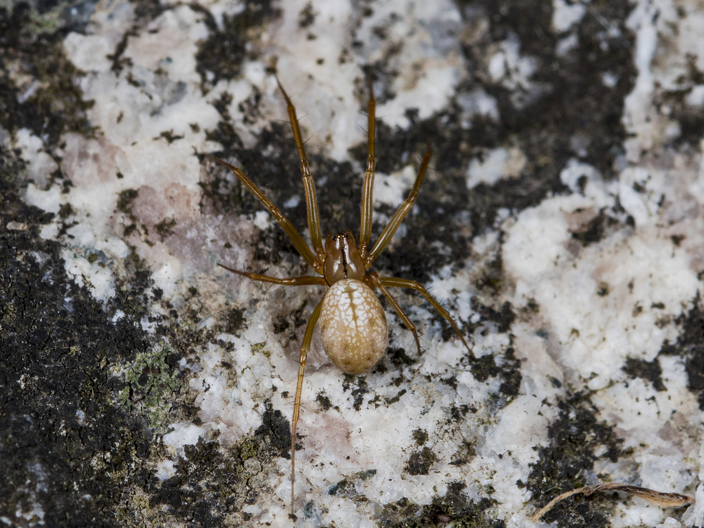 Bolyphantes alticeps
