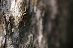Agroiconota propinqua