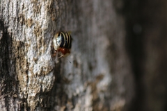 Agroiconota propinqua
