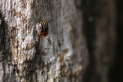 Agroiconota propinqua
