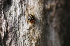 Agroiconota propinqua