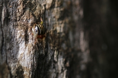 Agroiconota propinqua