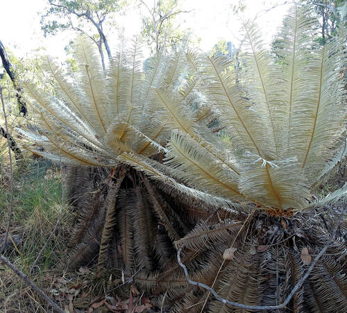 Cycad (Cycas calcicola)