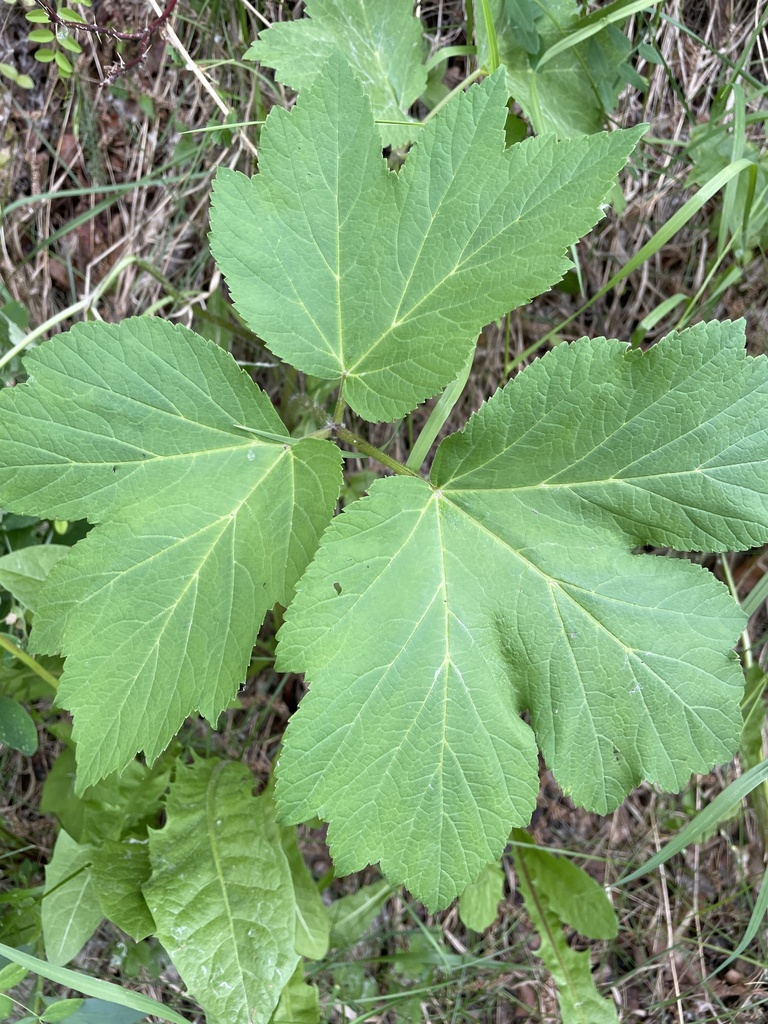 common cowparsnip from Cougar Ridge, Calgary, AB, CA on June 19, 2023 at 0641 PM by Dexter