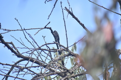 Contopus fumigatus