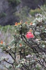 Banksia coccinea