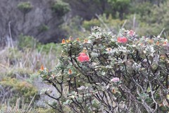 Banksia coccinea
