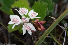 Xanthosia rotundifolia