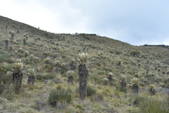 Espeletia occidentalis