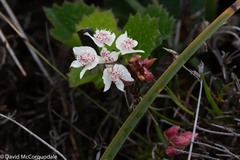 Xanthosia rotundifolia