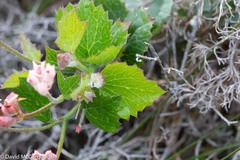 Xanthosia rotundifolia