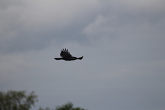 Corvus corax principalis