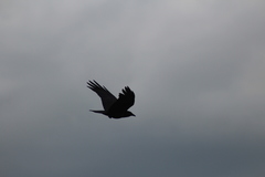 Corvus corax principalis