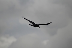 Corvus corax principalis