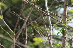 Geothlypis trichas trichas
