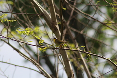 Geothlypis trichas trichas