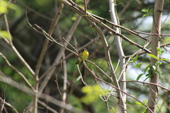 Geothlypis trichas trichas
