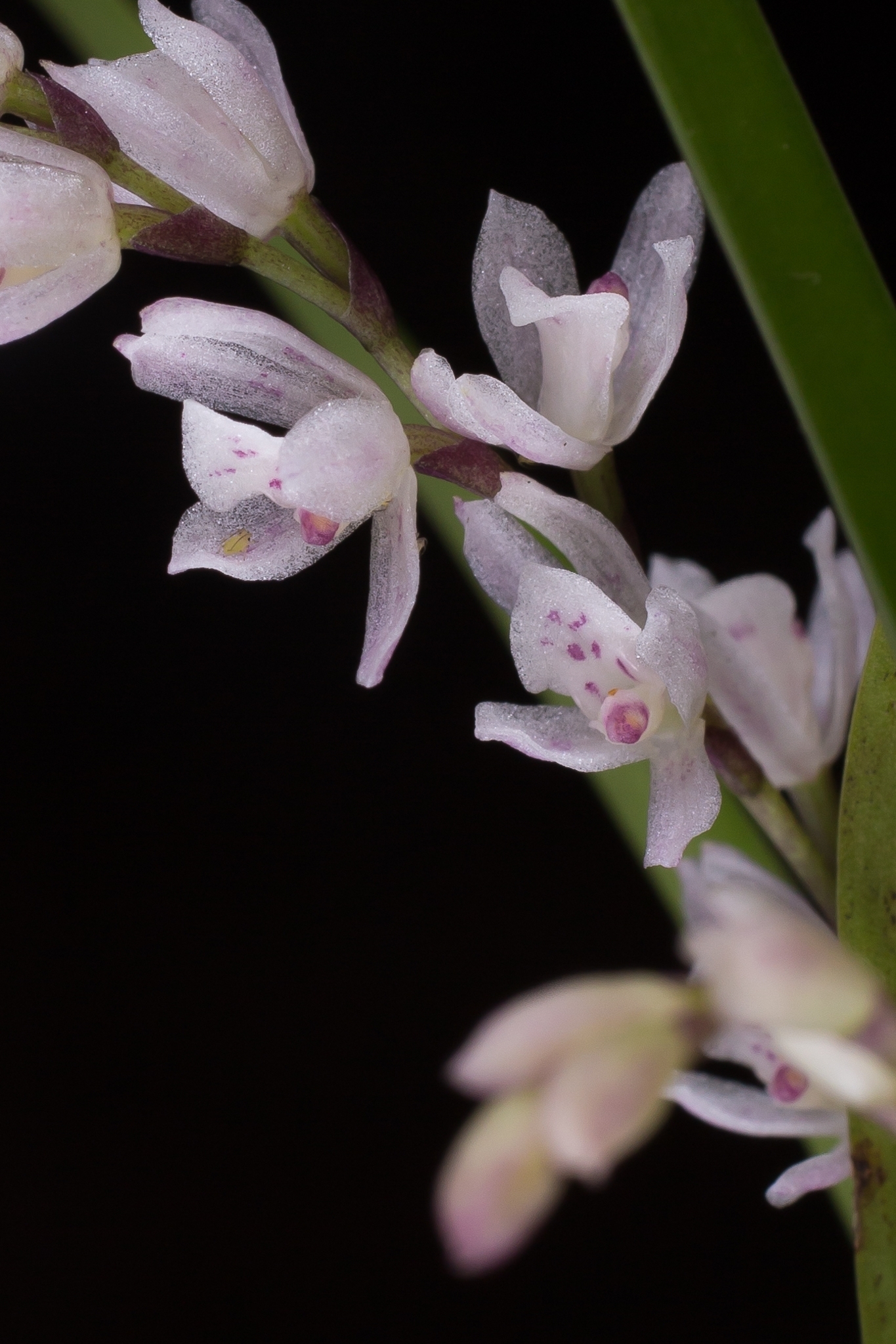 Cyrtochilum vasquezii (Christenson) J.M.H.Shaw 2