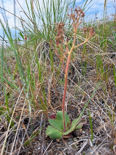 Micranthes reflexa (Micranthes reflexa)