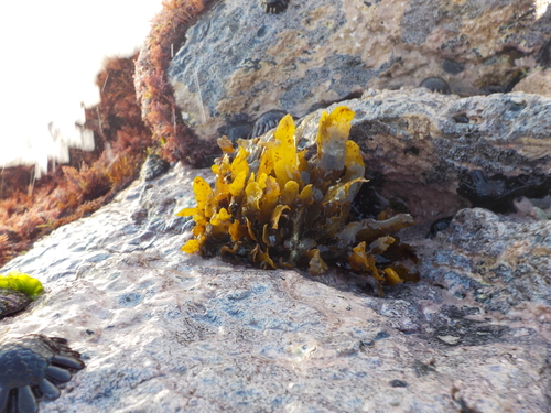 Sargassum obtusifolium observed 2016-01-21