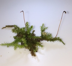 Rhynchostegium serrulatum