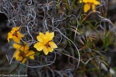 Goodenia trinervis