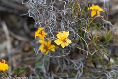 Goodenia trinervis