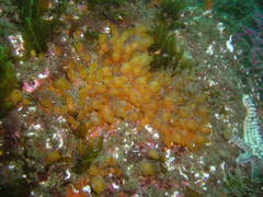Stolonica socialis