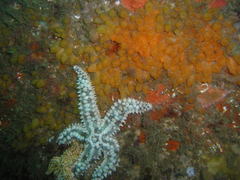 Stolonica socialis