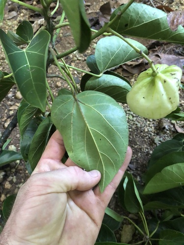 Hernandia ovigera observed 2023-06-20