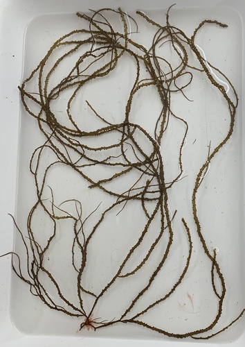 Gracilaria tikvahiae observed 2022-06-21