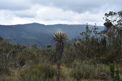 Espeletia occidentalis
