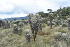 Espeletia occidentalis