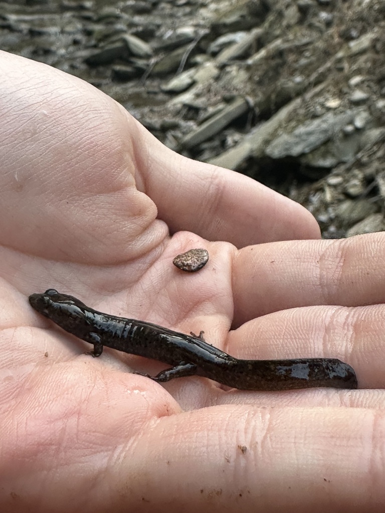 Northern Shovel-nosed Salamander from Pisgah National Forest, Old Fort ...