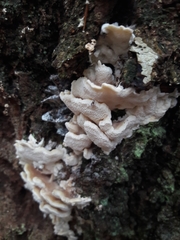 Antrodiella