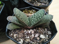 Gasteria disticha