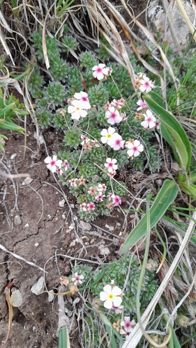 Androsace sericea, photograph 3