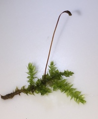 Rhynchostegium serrulatum