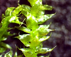 Rhynchostegium serrulatum