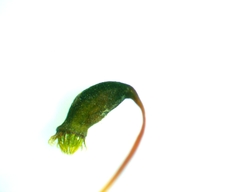 Rhynchostegium serrulatum