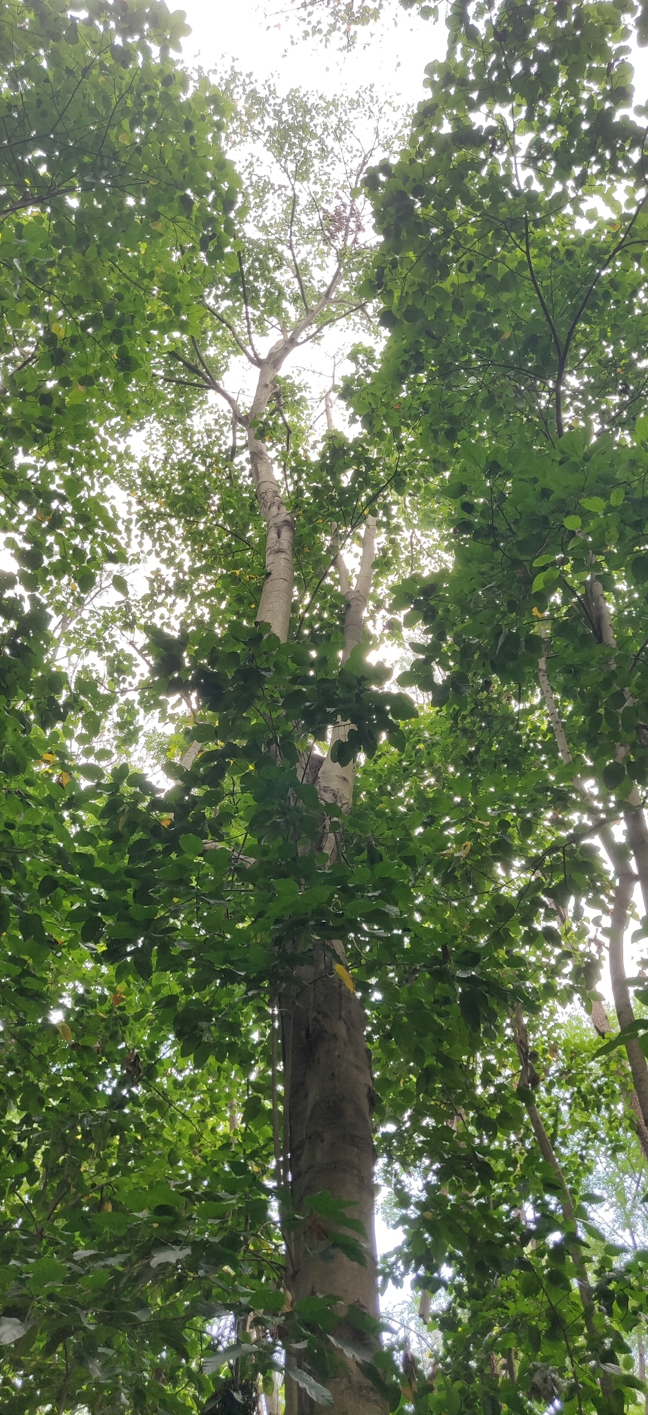 Imagem de Pau-rei